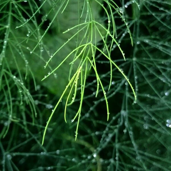 Equisetum sylvaticum Blatt