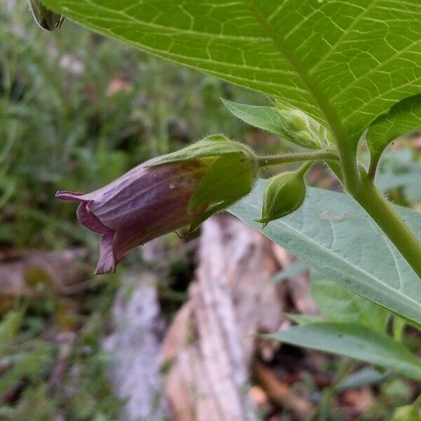 Atropa bella-donna 花