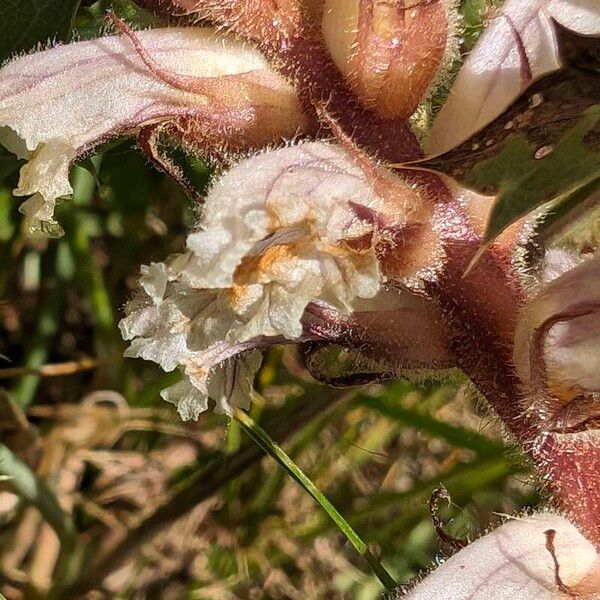 Orobanche picridis Цветок