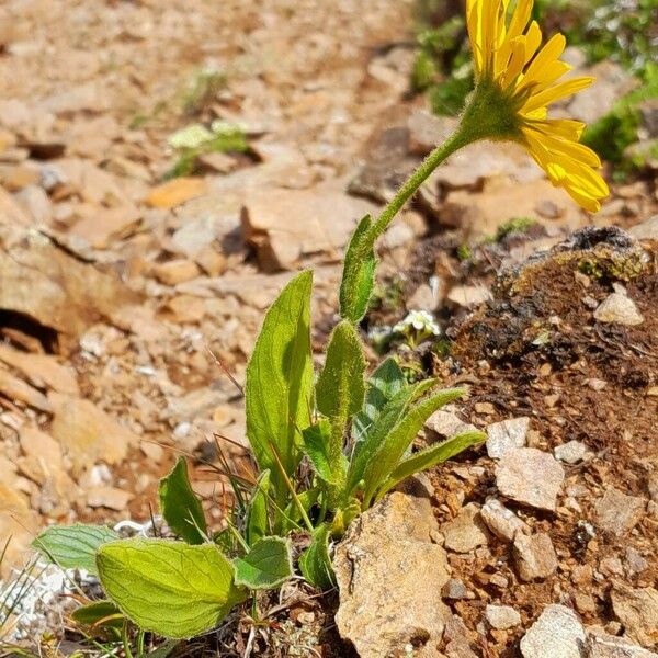 Doronicum clusii Bark