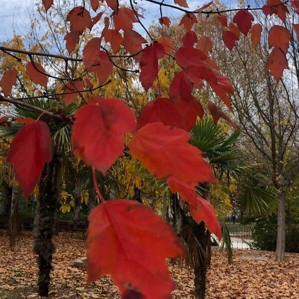 Acer rubrum Ліст