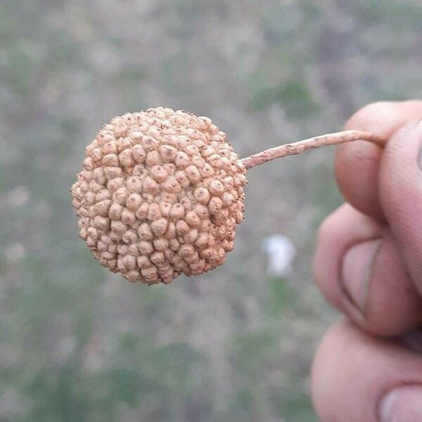 Platanus occidentalis Frucht