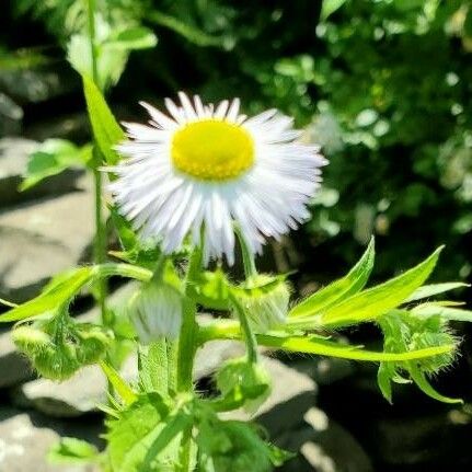 Erigeron annuus Fiore