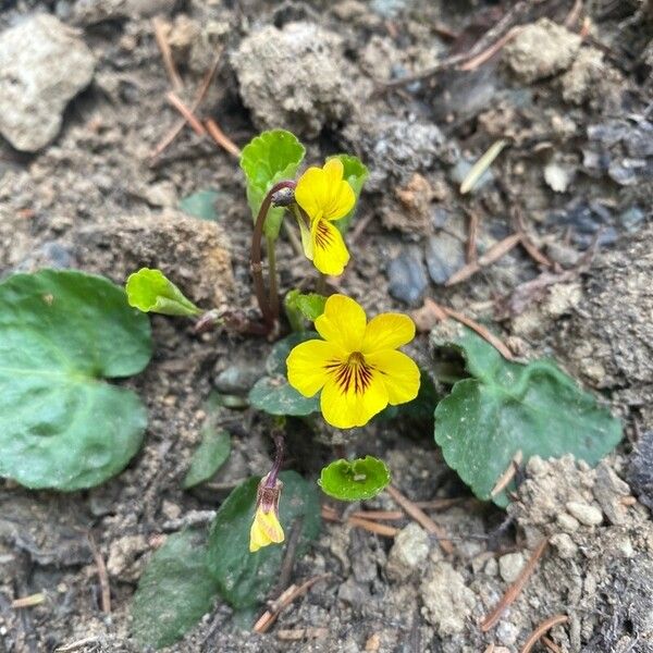 Viola sempervirens Flower