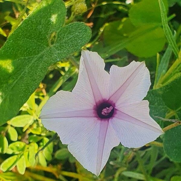 Ipomoea mombassana Blomma