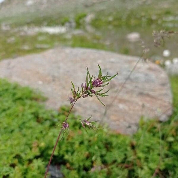 Poa alpina Leaf