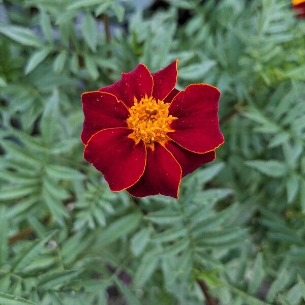 Tagetes erecta Flower