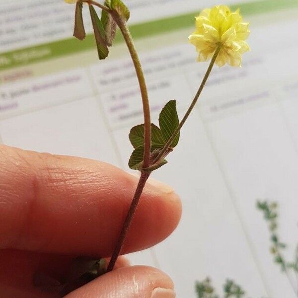 Trifolium campestre Лист