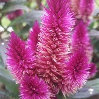 Celosia argentea Flor