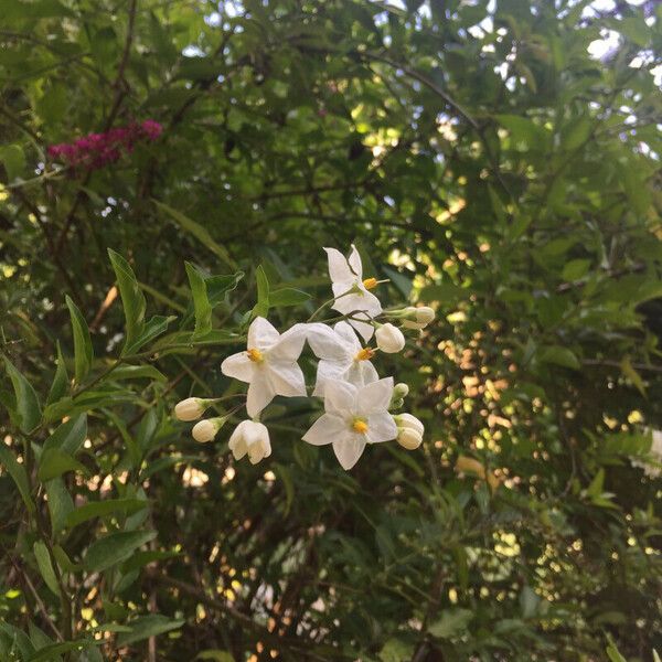 Solanum laxum Квітка