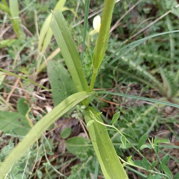 Gymnadenia conopsea Blatt