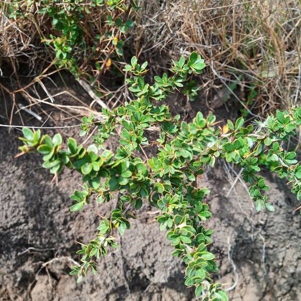 Berberis microphylla 葉