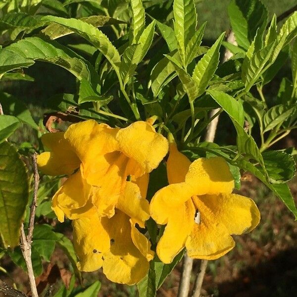 Tecoma stans Flower