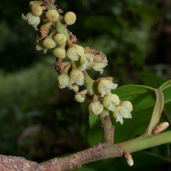 Minquartia guianensis Floare