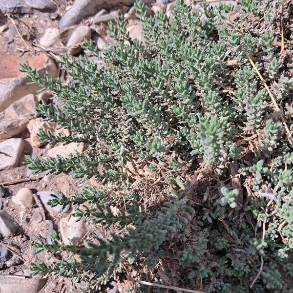 Teucrium polium Blad