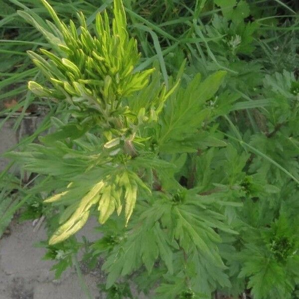 Artemisia vulgaris Folha