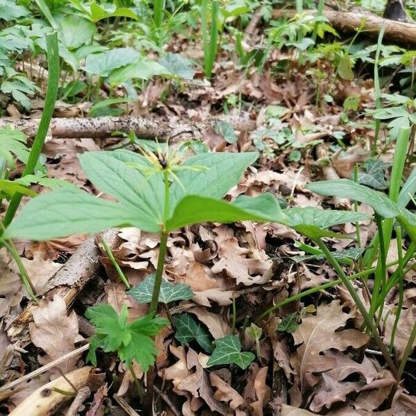 Paris quadrifolia Leaf