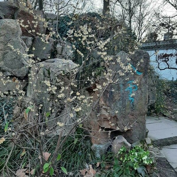 Chimonanthus praecox Habitus