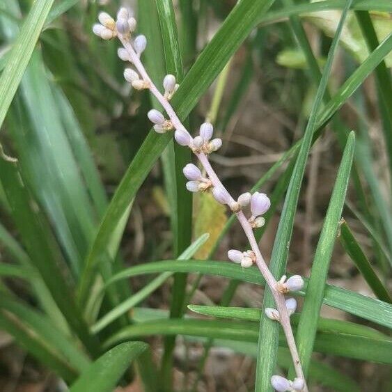 Liriope muscari Bloem