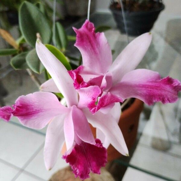 Cattleya intermedia Blomst