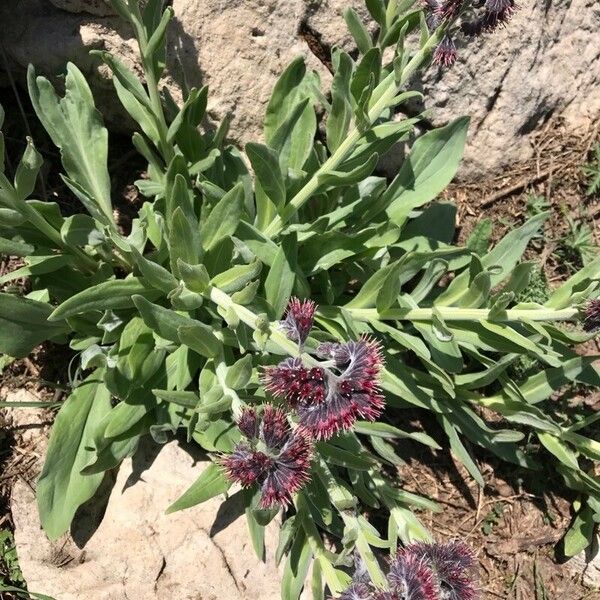 Solenanthus stamineus Flor