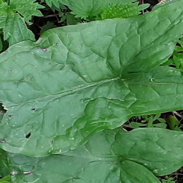 Arum maculatum Hoja