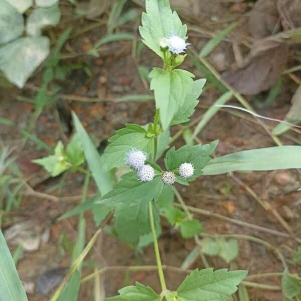 Ageratum conyzoides 花