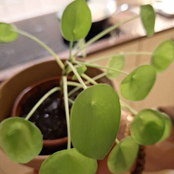 Pilea peperomioides 葉