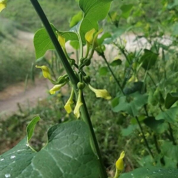 Aristolochia clematitis Fleur