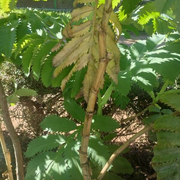 Melianthus major Azala