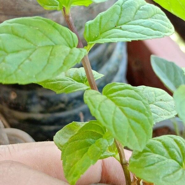 Mentha × piperita خشب