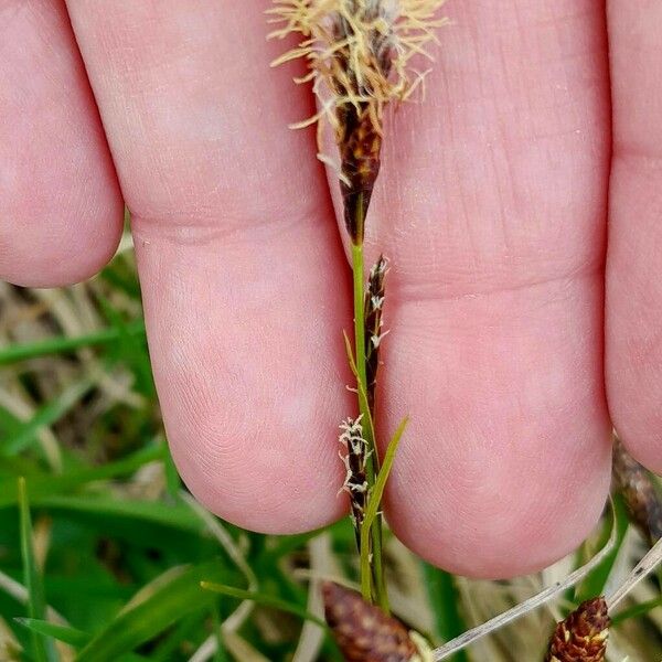 Carex caryophyllea 花