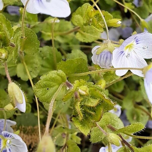 Veronica filiformis पत्ता