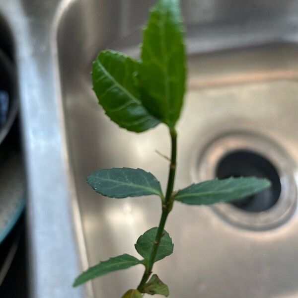 Euonymus fortunei Leaf