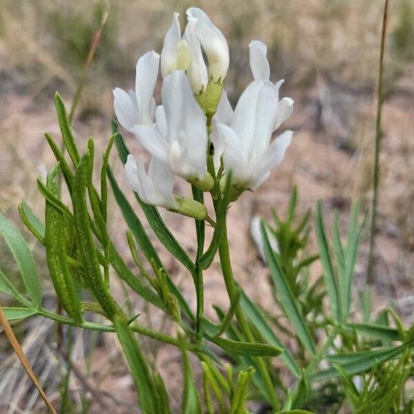 Astragalus tenellus Blüte