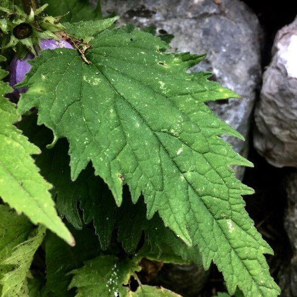 Campanula trachelium পাতা