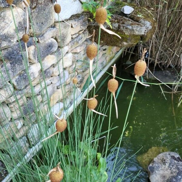 Typha minima 果実