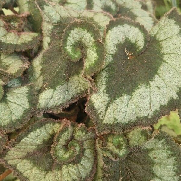 Begonia rex 葉