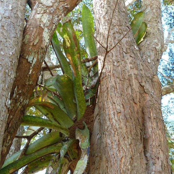 Aechmea distichantha Pokrój