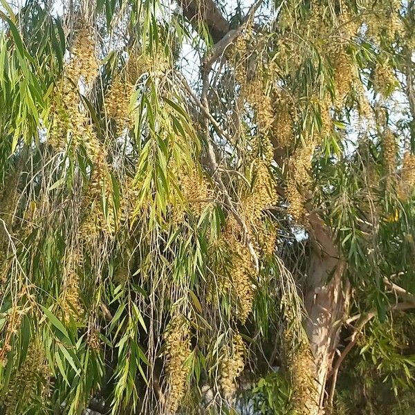 Melaleuca quinquenervia Feuille