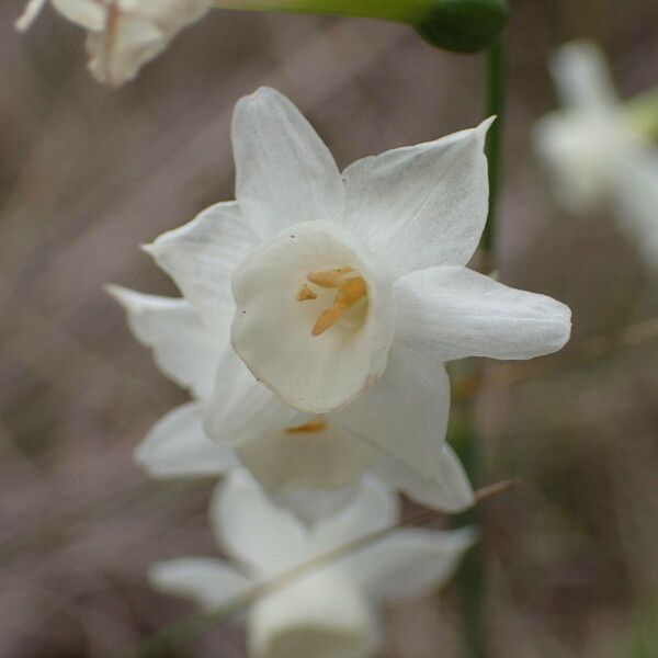 Narcissus dubius Kukka