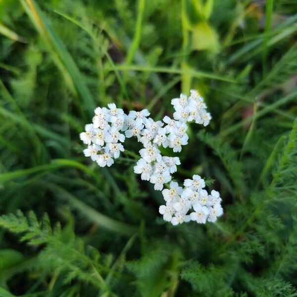 Achillea nobilis फूल