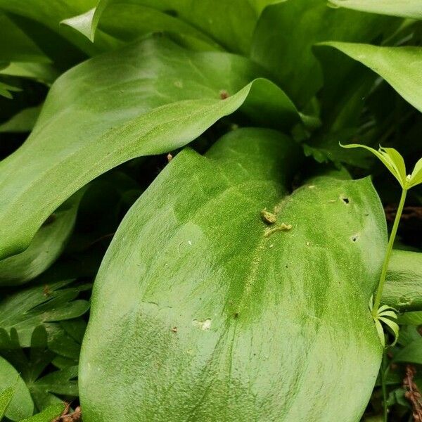 Erythronium tuolumnense Leaf