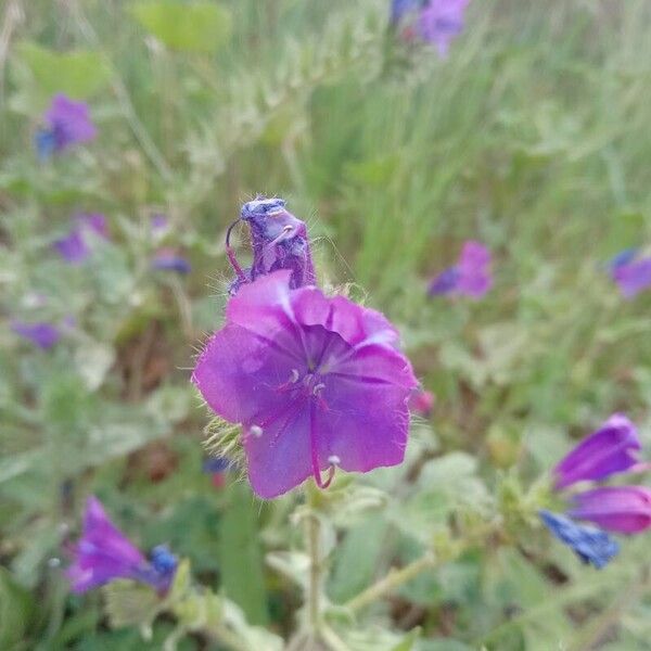 Echium plantagineum Blomst