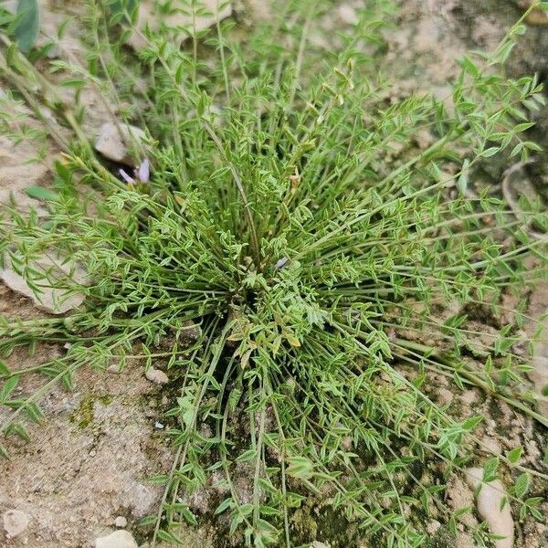 Astragalus sesameus Natur