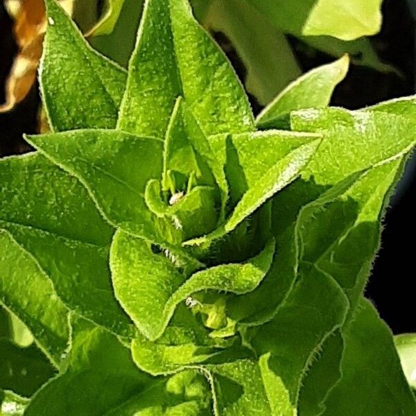 Silene chalcedonica Lapas