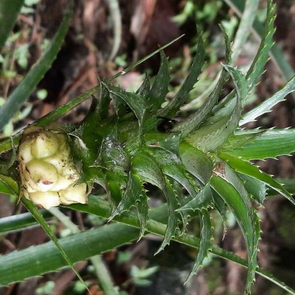 Ananas comosus Kwiat