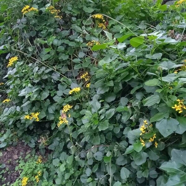 Senecio angulatus Habit