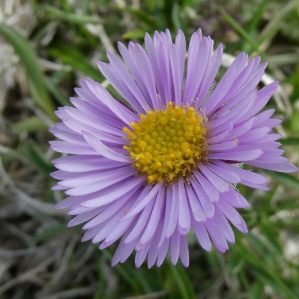 Erigeron uniflorus ᱵᱟᱦᱟ