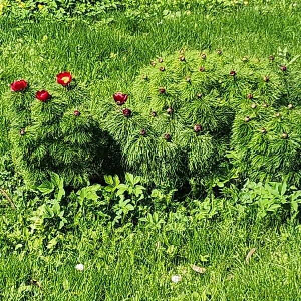 Paeonia tenuifolia Flor